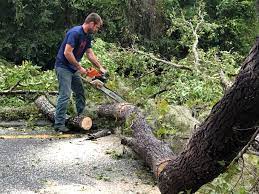 How Our Tree Care Process Works  in  Gordonsville, VA