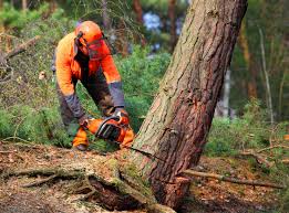 Best Utility Line Clearance  in Gordonsville, VA