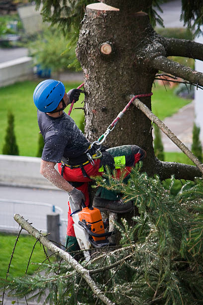 Best Root Management and Removal  in Gordonsville, VA
