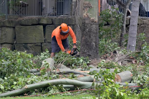 Best Tree and Shrub Care  in Gordonsville, VA