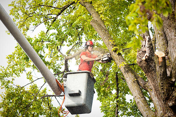 Best Tree Cabling and Bracing  in Gordonsville, VA